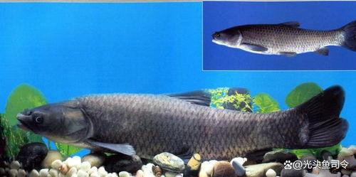 青鱼视频国产3  第2张 青鱼视频国产3  第2张